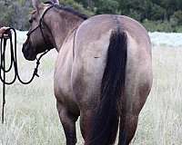 cowboy-mounted-shooting-quarter-horse