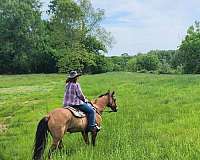 trail-quarter-horse