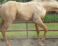 futurity-eligible-reining-quarter-horse