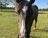 brown-star-horse