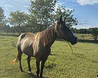 brown-stripe-horse