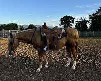 calf-roping-quarter-horse