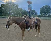 ranch-quarter-horse