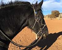 trail-horse-friesian