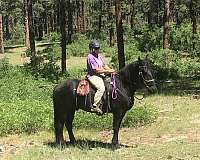 dressage-friesian-horse