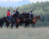 natural-horsemanship-training-friesian-horse