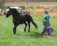 trail-riding-friesian-horse