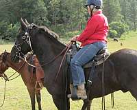 black-friesian-gelding