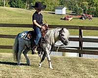 all-around-miniature-pony