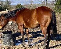 all-around-quarter-horse