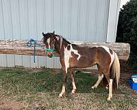 boy-miniature-pony