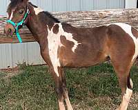 american-shetland-pony-miniature