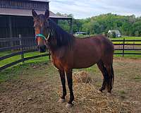 anything-peruvian-paso-horse