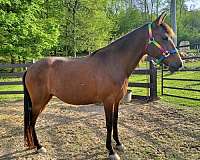 area-peruvian-paso-horse