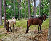 around-peruvian-paso-horse