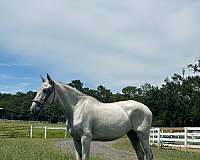 grey-dressage-gaited-horse