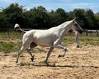 dressage-gaited-filly