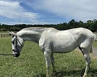 grey-andalusian-filly