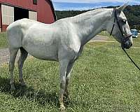 dressage-gaited-andalusian-horse