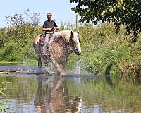 driving-belgian-horse