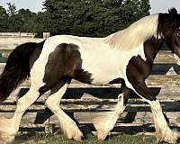 gypsy-vanner-horse