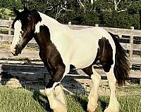 gypsy-vanner