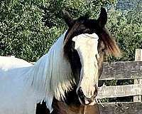 gypsy-vanner-horse-for-sale