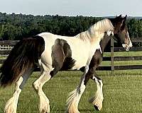 gypsy-vanner-colt