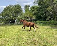 thoroughbred-horse-for-sale