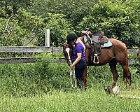 chestnut-barrel-horse