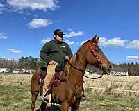 sorrel-tennessee-walking-pony-for-sale