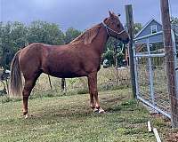 endurance-tennessee-walking-pony