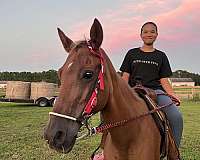 gaited-tennessee-walking-pony