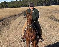 kid-safe-tennessee-walking-pony