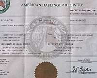 confirmation-haflinger-horse