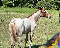 aqha-quarter-horse