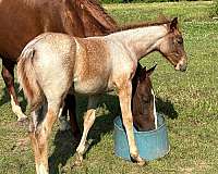 filly-quarter-horse