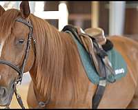 professionals-gelding