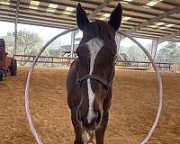 special-needs-gelding