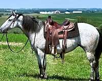 trail-quarter-horse