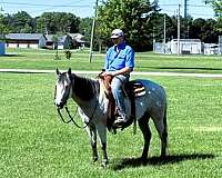 ranch-quarter-horse