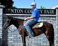 trail-quarter-pony