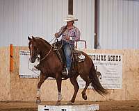 all-around-quarter-horse