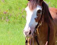 athletic-draft-horse