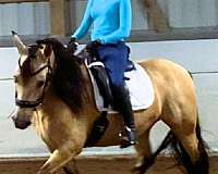 buckskin-see-pics-horse