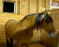 dressage-andalusian-horse