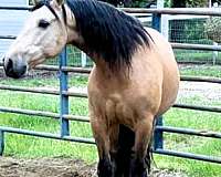 trail-andalusian-horse