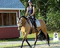 equitation-andalusian-horse