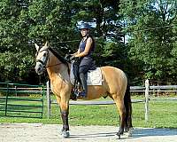 experienced-andalusian-horse