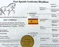 horsemanship-andalusian-horse